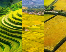 Sự khác biệt giữa các mùa vụ và đặc điểm lúa Đông Xuân tại việt Nam
