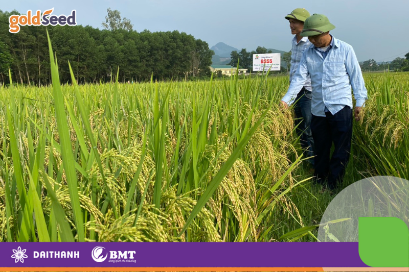 Hạt giống lúa lai GS55 tại Nghệ An: Năng suất vượt trội, hướng tới tương lai