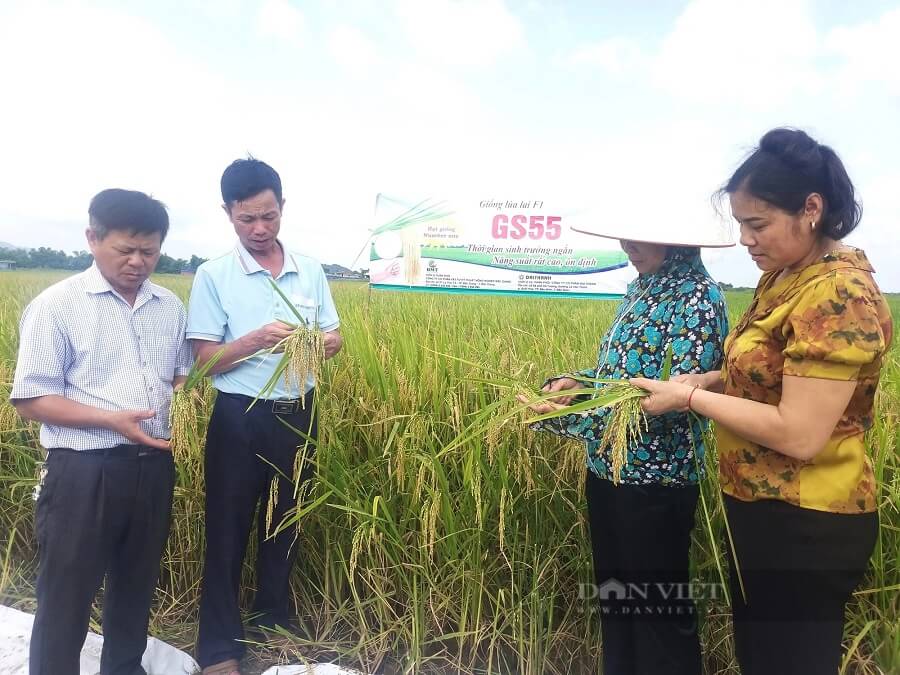 Các đại biểu tham quan đánh giá cao năng suất, chất lượng giống lúa lai GS55 tại cánh đồng xã Gia Lạc.