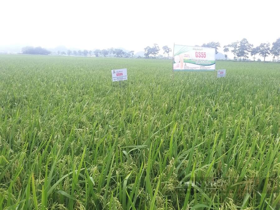 Tại ruộng lúa trong đê đất 2 lúa tại xã Gia Lạc mới cấy thử nghiệm giống lúa GS 55 nhưng đã cho kết quả rất tích cực: Cây lúa GS55 sinh trưởng, phát triển tốt, khả năng phục hồi sau cấy tốt hơn so với giống lúa lai khác, khả năng đẻ nhánh khỏe.