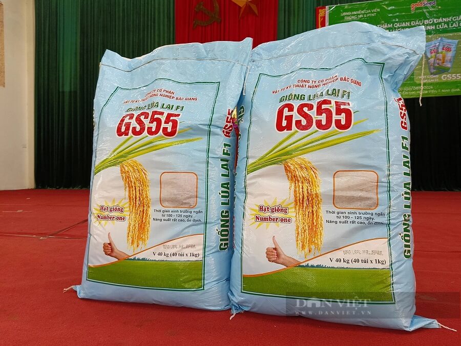 Bao giống lúa lai GS55 trình diễn tại hội nghị tham quan đầu bờ đánh giá năng suất, chất lượng mô hình lúa lai GS55 ngày 8/5 tại xã Gia Lạc, huyện Gia Viễn (Ninh Bình).