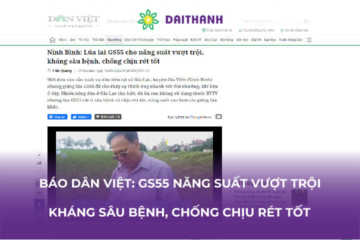 Báo Dân Việt: Lúa lai GS55 cho năng suất vượt trội, kháng sâu bệnh, chống chịu rét tốt