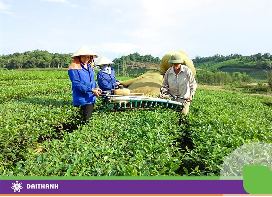 Nông dân huyện Anh Sơn liên kết sản xuất chè nguyên liệu cho nhà máy