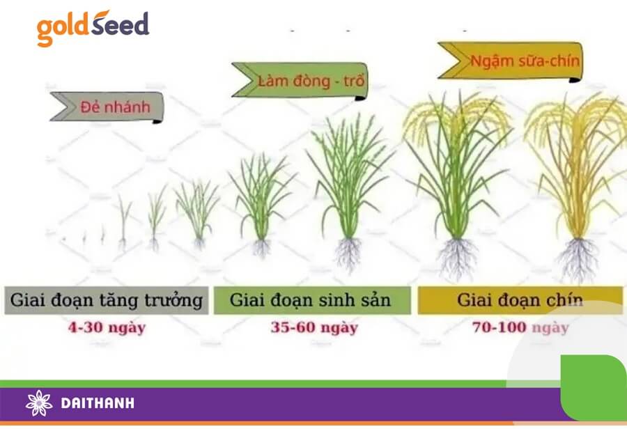 Đa phần nhánh hữu hiệu được sinh ra trong giai đoạn đẻ nhánh