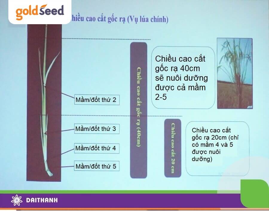 Các đốt có mầm ngủ phát triển thành lúa chét