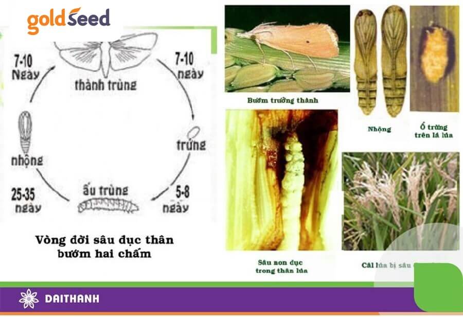 Vòng đời sâu đục thân hại lúa