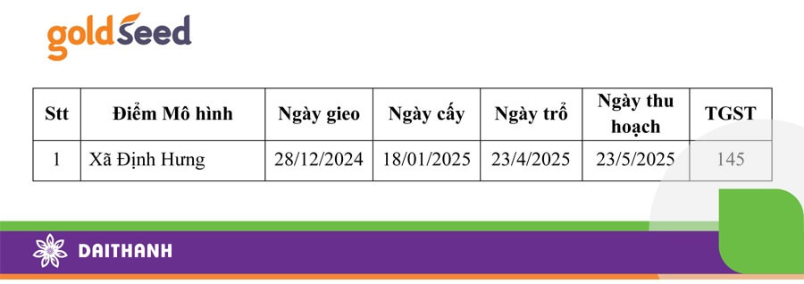 Thời gian sinh trưởng và phát triển GS55 tại mô hình