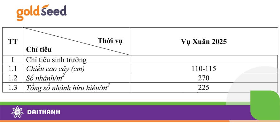 Thông số giống lúa lai GS55 tại mô hình