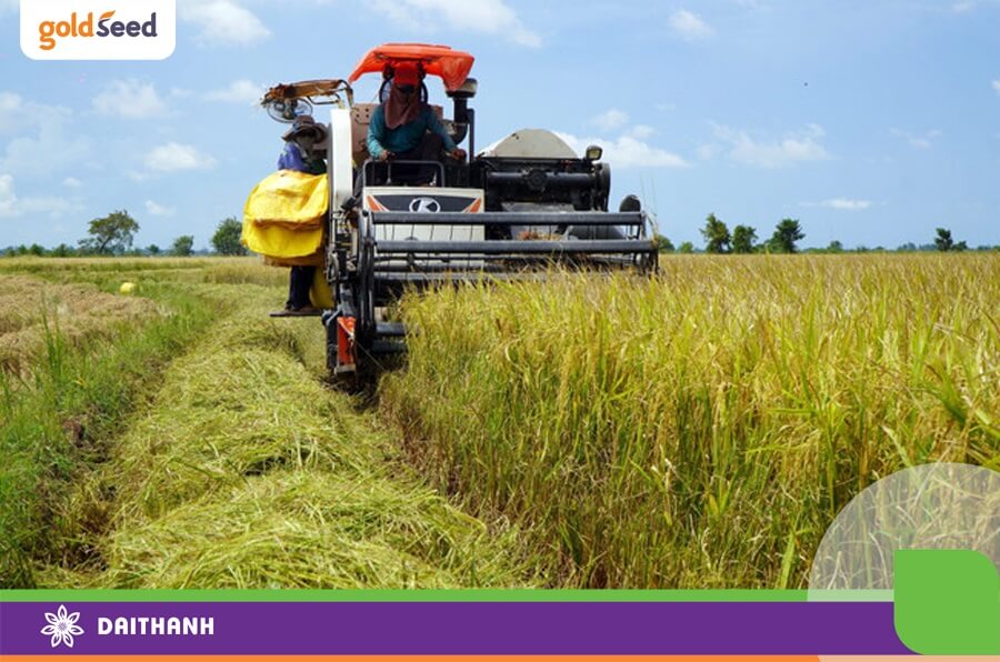 Máy gặt liên hợp giúp giảm thiểu lượng thóc rụng ra ngoài