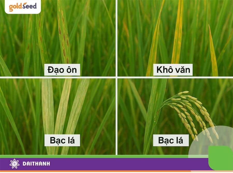 Một số bệnh hại lúa phổ biến