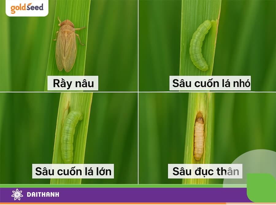 Một số sâu, côn trùng hại lúa phổ biến