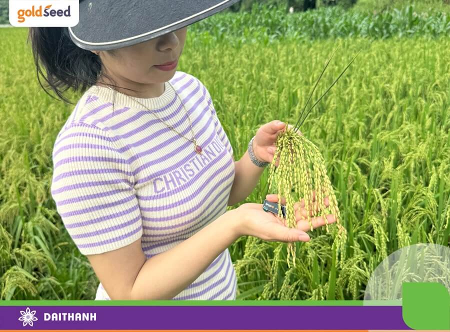 GS55 là giống lúa cho năng suất cao và chống chịu sâu bệnh tốt