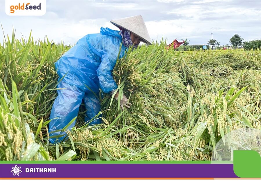 Thời tiết mưa nhiều kết hợp nắng nóng rất thuận lợi sâu bệnh phát triển