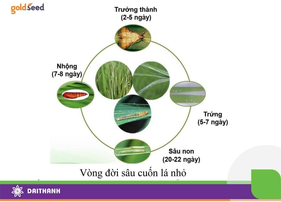 Vòng đời của sâu cuốn lá nhỏ hại lúa