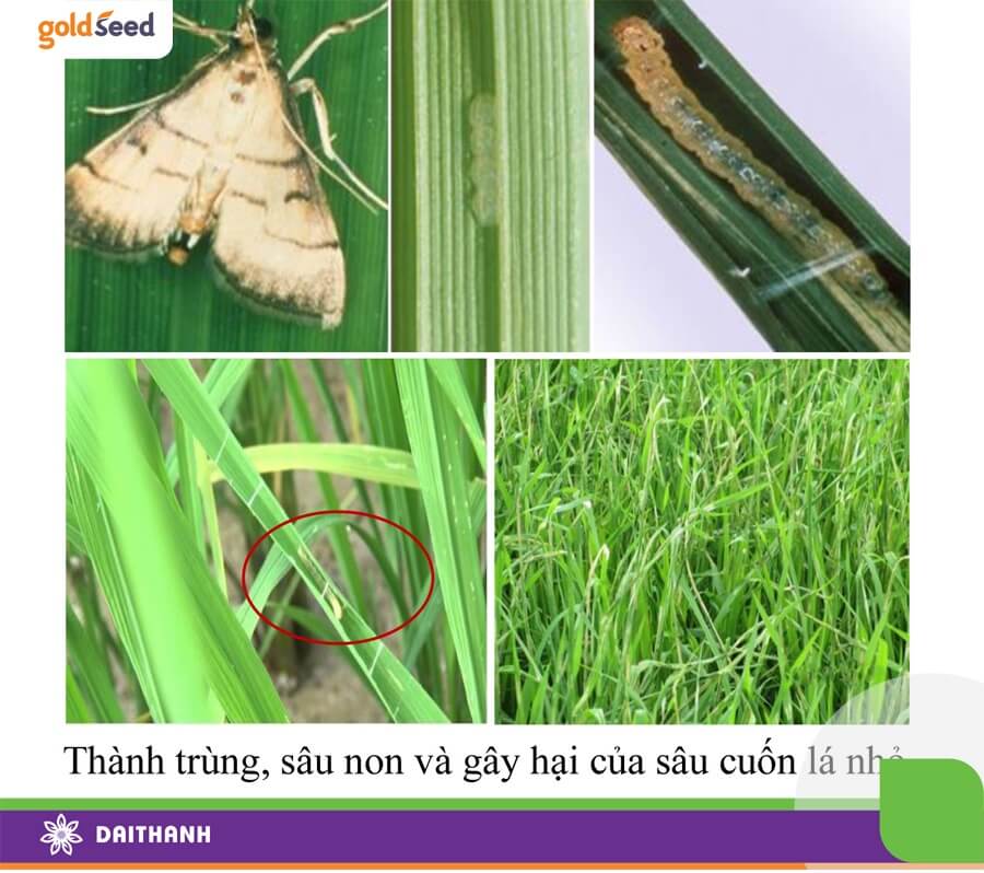 Thành trùng, sâu non và gây hại của sâu cuốn lá