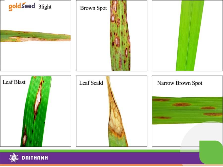 Màu sắc lá lúa giúp chúng ta dự đoán sức khỏe của cây lúa