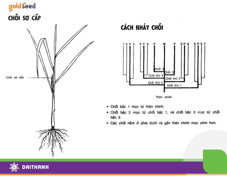 Sự hình thành chồi lúa