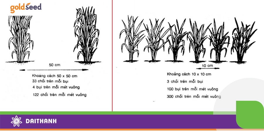 Mật độ cấy ảnh hưởng lớn đến số lượng chồi trên mỗi bụi lúa