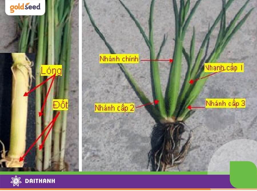 Cấu tạo thân cây lúa, độ cứng cây lúa phụ thuộc nhiều vào đốt cây