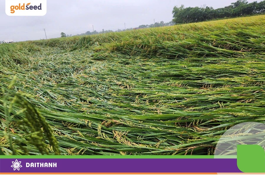 Thân cứng giúp cây lúa chống chọi thiên tai tốt hơn, hạn chế đổ gãy