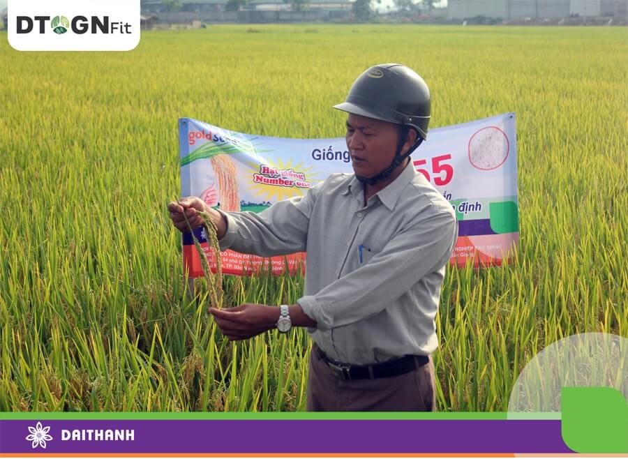 GS55 cho năng suất 9,1 tấn/ha ở Định Hưng, Yên Định, Thanh Hóa