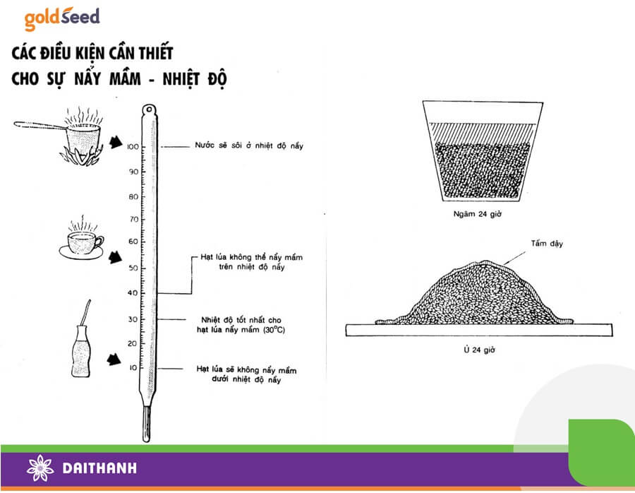 Nhiệt độ quyết định khả năng nảy mầm hạt giống lúa