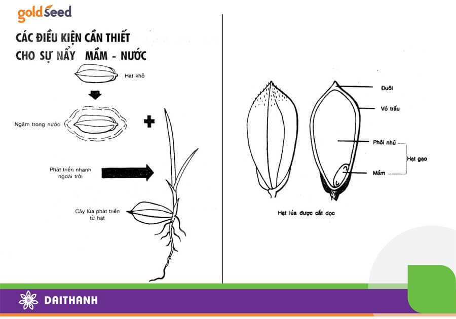 Sự phát triển hạt giống lúa trong quá trình ngâm ủ và gieo mạ