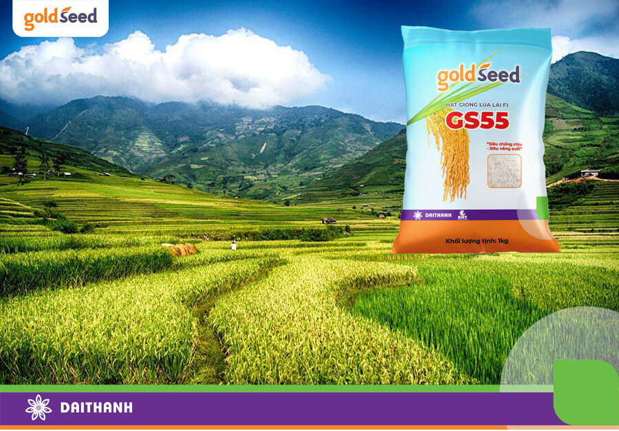 Để có mùa vụ năng suất cao phải chọn giống lúa thích ứng được điều kiện khí hậu địa phương