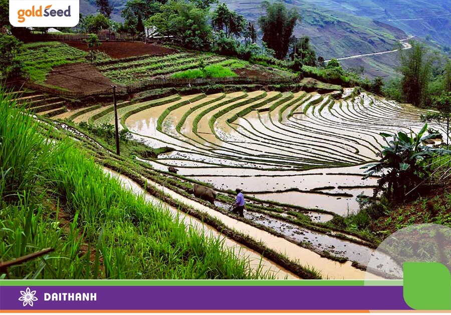 Đất kiểu thung lũng miền núi phía bắc có tầng canh tác thấp và dễ bị rửa trôi