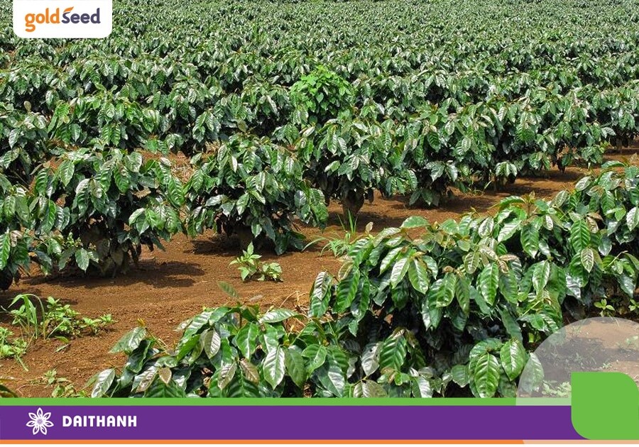 Chiếm ¾ diện tích đất nước ta, được biết là đất trồng cây lâu năm nhưng ở khu vực thung lũng, có nguồn nước đất feralit vẫn trồng lúa được