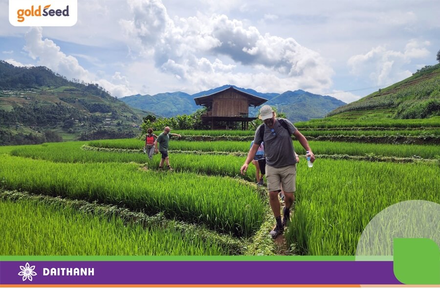 Trồng lúa trên đất Feralit kết hợp kinh doanh du lịch là ý tưởng tuyệt vời