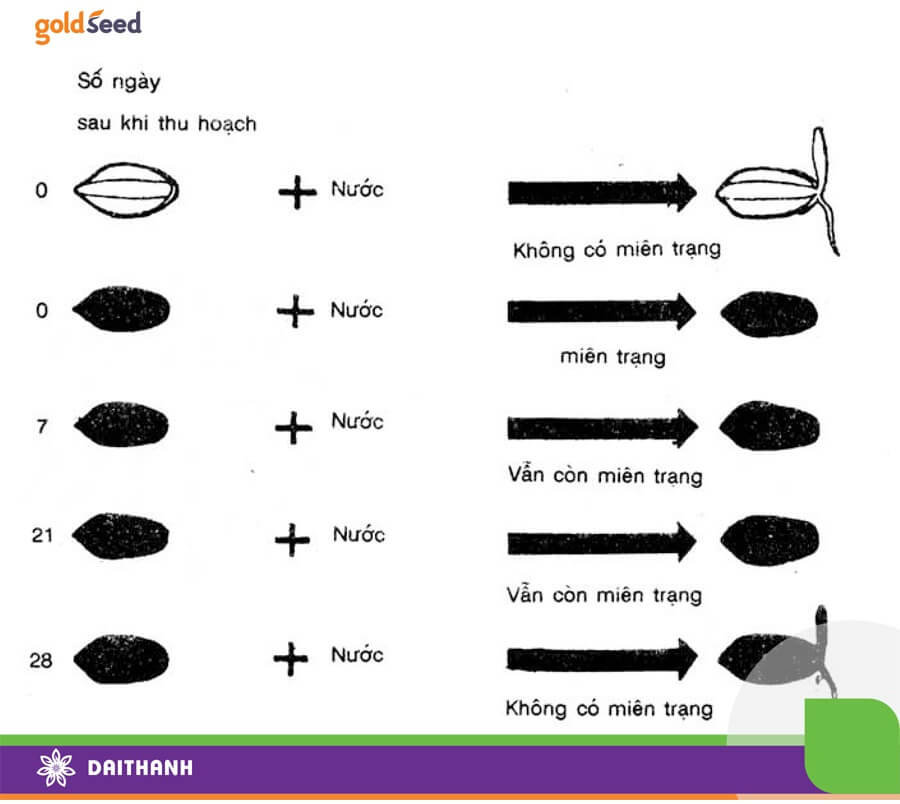 Miên trạng hiểu đơn giản là trạng thái ngủ nghỉ của hạt thóc