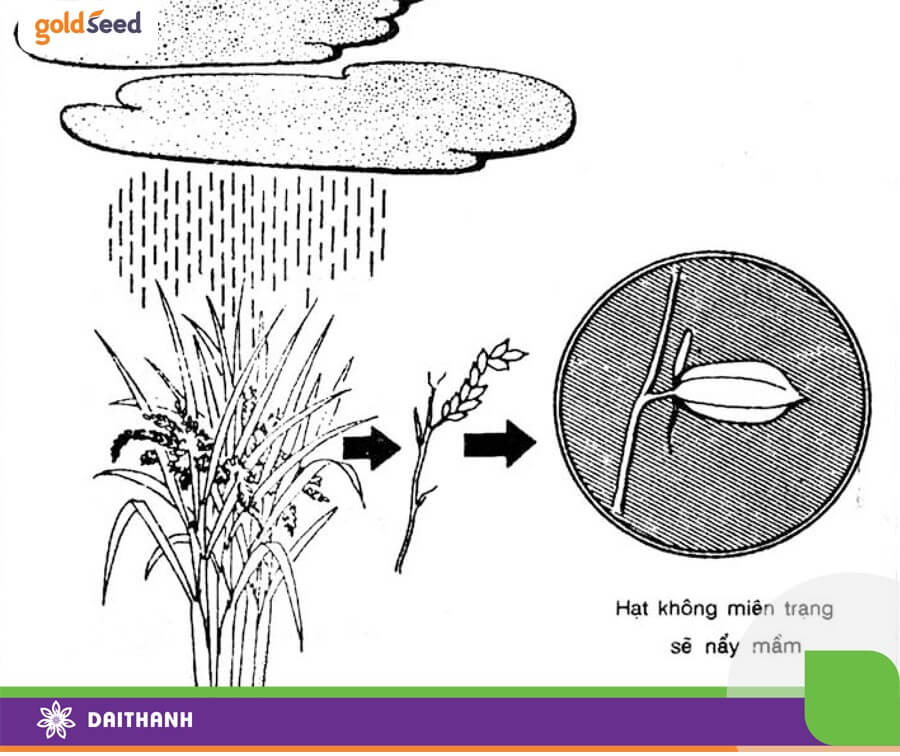 Miên trạng giúp bảo vệ hạt thóc trước mưa gió khi hạt thóc trưởng thành