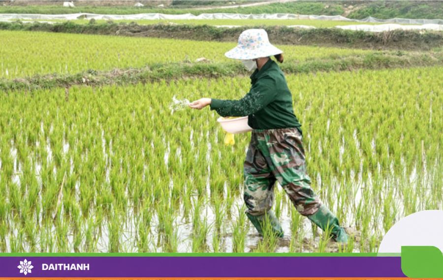 giống lúa lai GST999