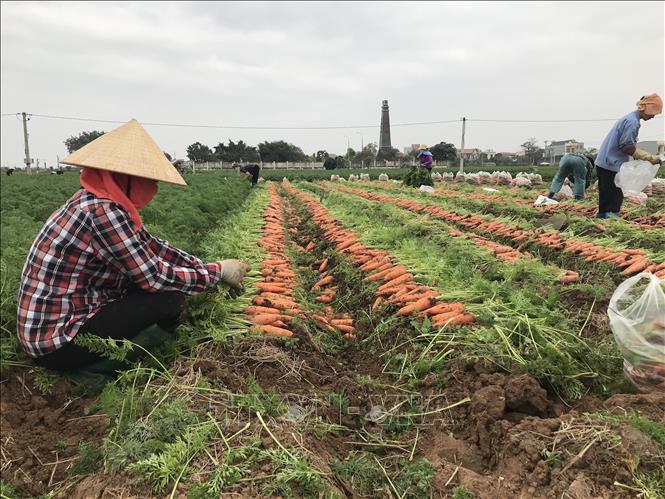 Bội thu tại vùng sản xuất chuyên canh cà rốt