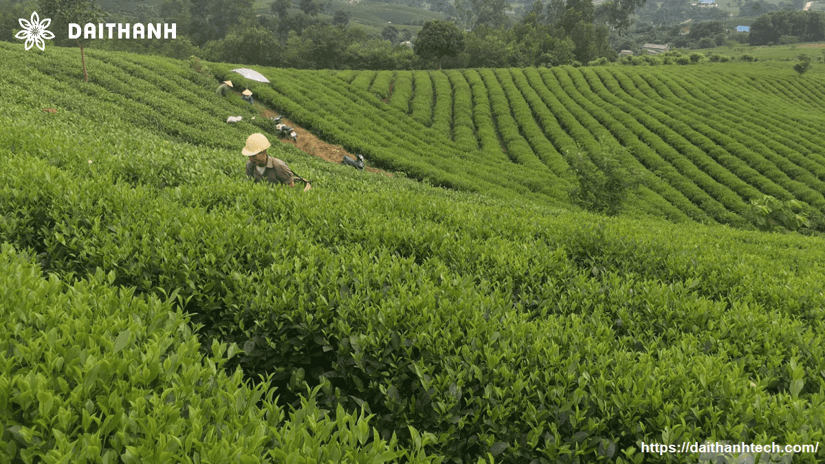 phun thuốc cho cây chè ở Thái Nguyên bằng máy bay nông nghiệp