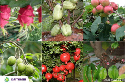 Cách chăm sóc vườn cây ăn quả theo hướng hữu cơ đạt hiệu quả cao 1