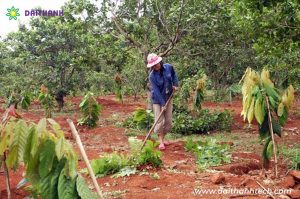 Cách chăm sóc vườn cây ăn quả theo hướng hữu cơ đạt hiệu quả cao 04