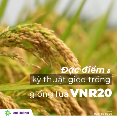 Đặc điểm và kỹ thuật gieo trồng giống lúa VNR20