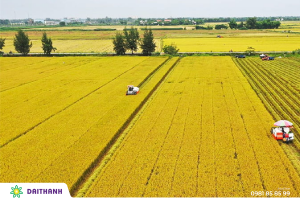 Sự khác biệt giữa các mùa vụ và đặc điểm lúa Đông Xuân tại việt Nam