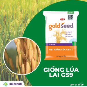 Giống lúa lai GS9 |Chất lượng gạo tốt, thích ứng trồng nhiều mùa vụ trong năm