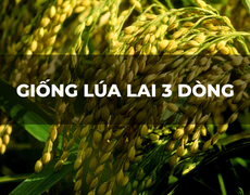 Giống lúa lai 3 dòng và tiêu chuẩn chất lượng hạt giống Việt Nam