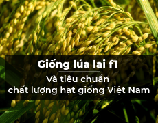 Giống lúa lai f1 và tiêu chuẩn chất lượng hạt giống Việt Nam