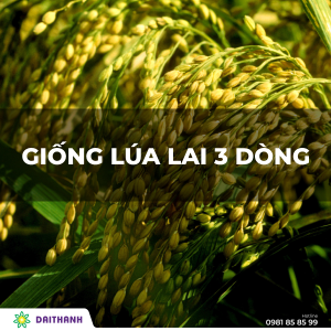 Giống lúa lai 3 dòng và tiêu chuẩn chất lượng hạt giống Việt Nam