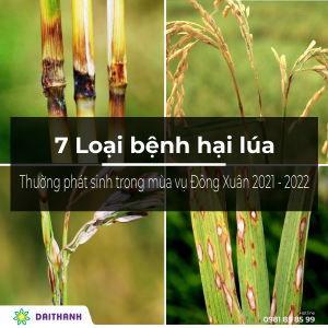 7 loại bệnh hại lúa thường phát sinh trong mùa vụ Đông Xuân 2021 - 2022