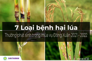7 loại bệnh hại lúa thường phát sinh trong mùa vụ Đông Xuân 2021 - 2022 1