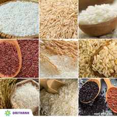 Phân loại các giống lúa và sự khác nhau của lúa trên Thế Giới