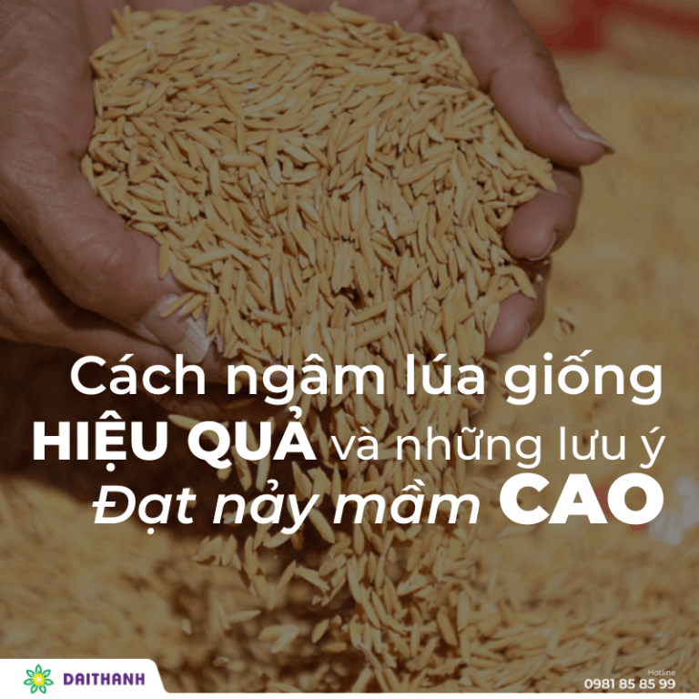 Cách ngâm lúa giống hiệu quả và những lưu ý đạt nảy mầm cao