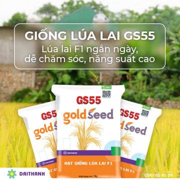 Giống lúa GS55| Lúa lai F1 ngắn ngày, dễ chăm sóc, năng suất cao