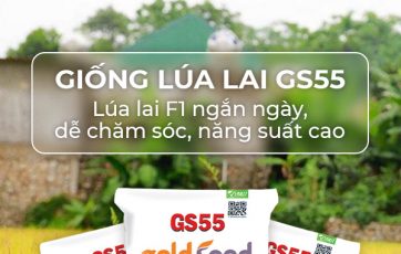 Giống lúa GS55| Lúa lai F1 ngắn ngày, dễ chăm sóc, năng suất cao